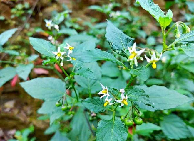 白花菜｜农村宴席的“压轴咸香”也是中老年人的健脾开胃小能手