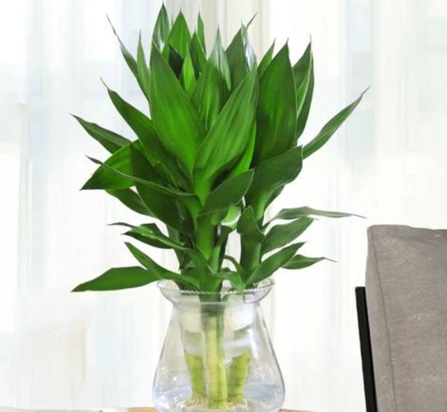 莲花竹（草本植物）